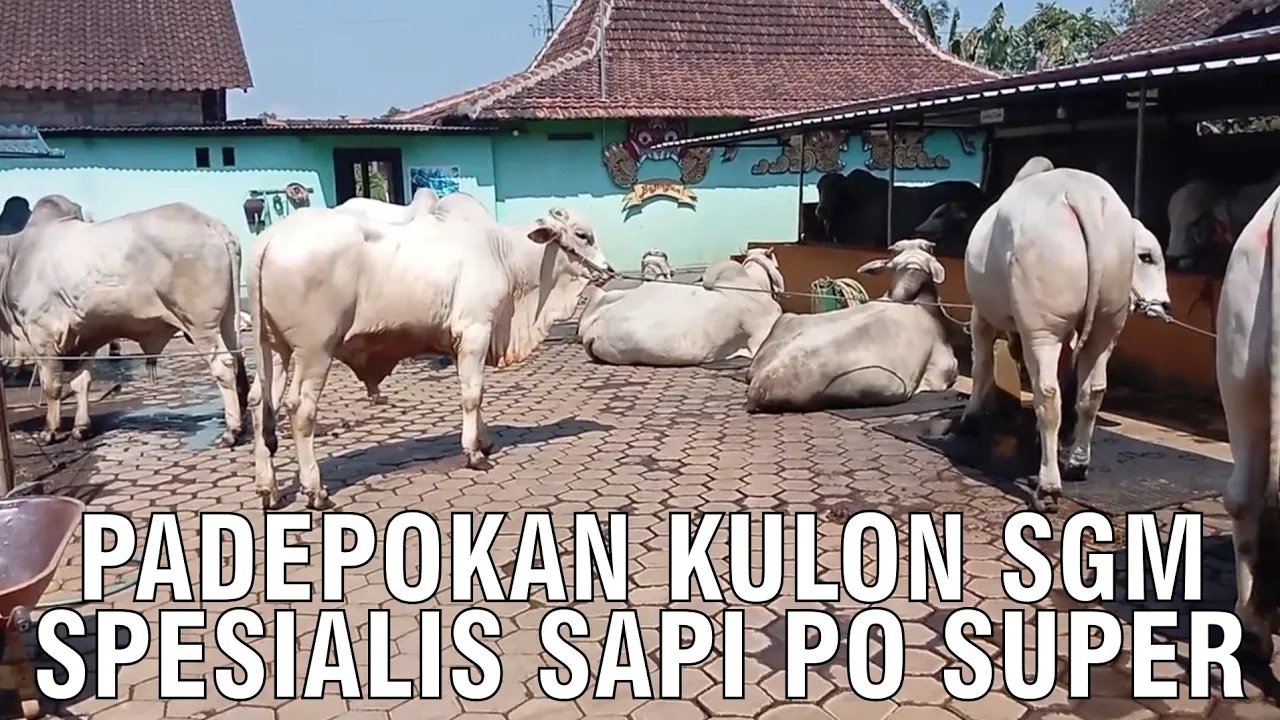 
                                 Spesialis-Sapi-PO-Super-Padepokan-Kulon-SGM